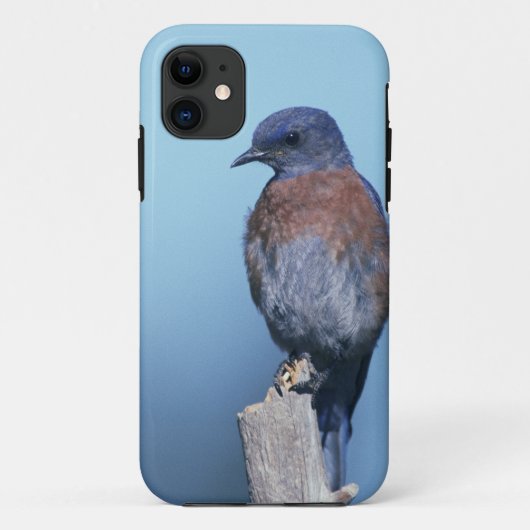 Coques Case-Mate iPhone Merlebleu de l'Ouest (Dos)
