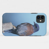 Coques Case-Mate iPhone Merlebleu de l'Ouest (Dos (Horizontal))