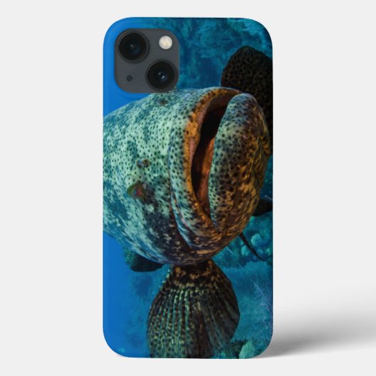 Coques Case-Mate iPhone Mérou atlantique de Goliath (Verso)