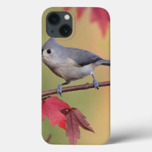 Coques Pour iPhone Mésanges tuftées