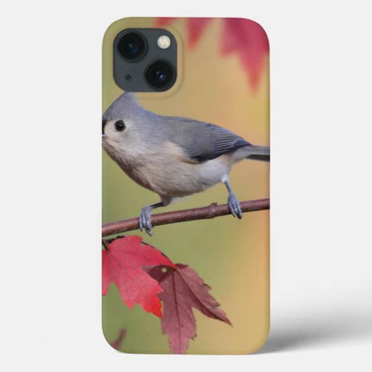 Coques Case-Mate iPhone Mésanges tuftées (Verso)