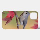 Coques Case-Mate iPhone Mésanges tuftées (Verso (horizontal))