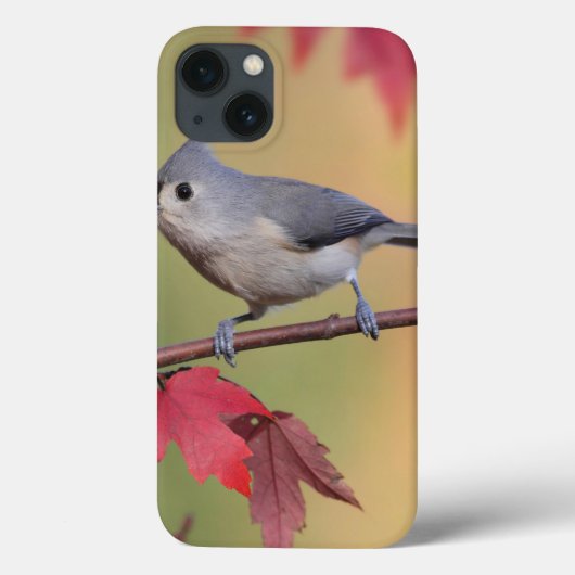 Coques Case-Mate iPhone Mésanges tuftées (Verso)