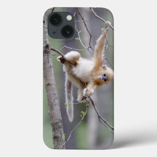 Coques Case-Mate iPhone Mignon singe doré au museau retroussé sur des bran (Verso)