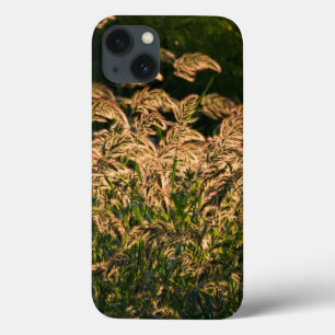 iPhone 13 Case Millet sauvage (Panicum Sp.) Cultivation En Mer