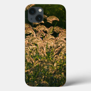 Etui iPhone 13 Millet sauvage (Panicum Sp.) Cultivation En Mer