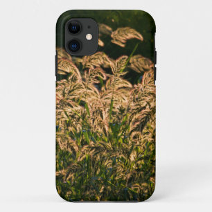 Coque iPhone 11 Millet sauvage (Panicum Sp.) Cultivation En Mer