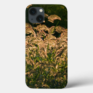 Etui iPhone 13 Millet sauvage (Panicum Sp.) poussant dans une zon