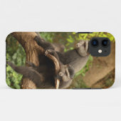 Coques Case-Mate iPhone Monkey iPhone 5 (Dos (Horizontal))