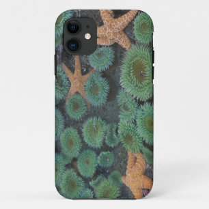 Coque Case-Mate Pour iPhone N.A., États-Unis, Washington, Parc National Olympi