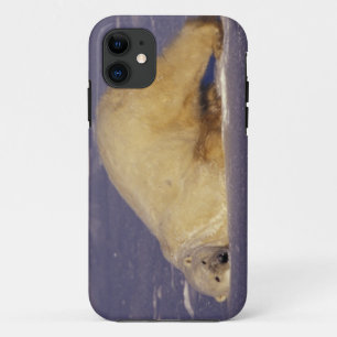 Case-Mate iPhone Case NA, Canada, Manitoba, Churchill, Ours polaire