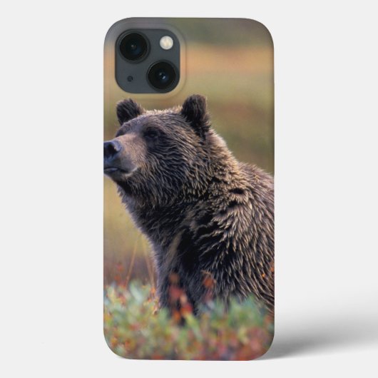 Coques Case-Mate iPhone Na, Etats-Unis, Alaska, Denali NP, ours gris (Verso)