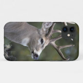Coques Case-Mate iPhone NA, États-Unis, État de Washington, Cerf à queue b (Dos (Horizontal))