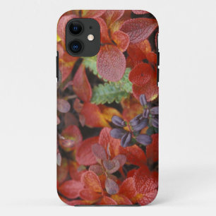 Coques Pour iPhone NA, USA, Alaska. Parc national de Denali. Bearberr
