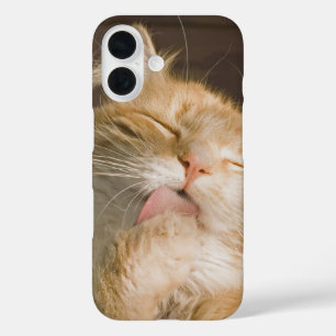Coques iPhone 16 Nettoyage Photo de fermeture du chat Maine Coon