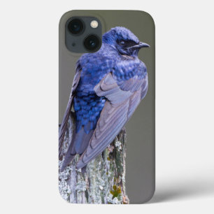 Etui iPhone Case-Mate Nid de mâle martinet pourpré au-dessus du lac Samm