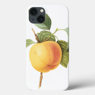 iPhone 13 Case Nourriture de fruits vintage, pomme Calville par R