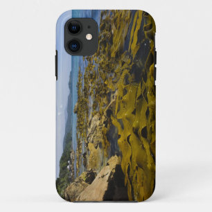 Coque Case-Mate Pour iPhone Nouvelle-Zélande, Southland, île Stewart. Kelp