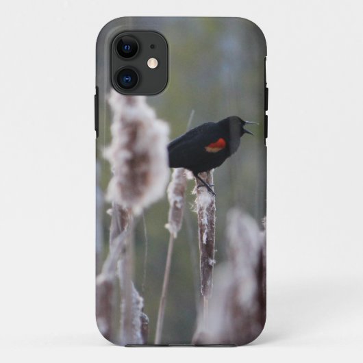Coques Case-Mate iPhone Oiseau à ailes rouges (Agelaius phoeniceus) (Dos)