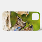 Coques Case-Mate iPhone Oiseau bleu oriental (Verso (horizontal))