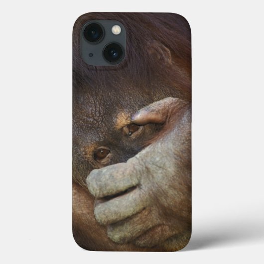 Coques Case-Mate iPhone Orang-outan de Sumatran, pygmaeus de Pongo (Verso)