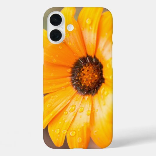 Coques Case-Mate iPhone Orange Spring Flash African Daisy Flower Photo (Verso)