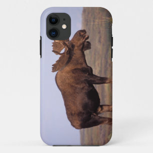 Case-Mate iPhone Case orignal, Alces alces, taureau avec grands bois