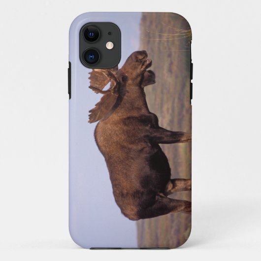 Coques Case-Mate iPhone orignal, Alces alces, taureau avec grands bois (Dos)
