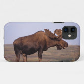 Coques Case-Mate iPhone orignal, Alces alces, taureau avec grands bois (Dos (Horizontal))
