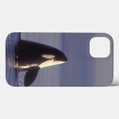 Coques Case-Mate iPhone Orque (Orque orque) spyhopping près (Verso (horizontal))