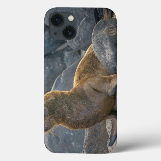 Coques Case-Mate iPhone Otarie de Galapagos (Verso)