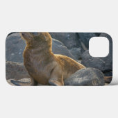 Coques Case-Mate iPhone Otarie de Galapagos (Verso (horizontal))