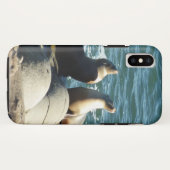 Coques Case-Mate iPhone Otaries de San Diego (Dos (Horizontal))