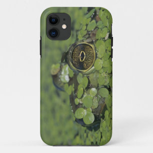 Coque iPhone 11 Ouaouaron, Rana catesbeiana, adulte dans la lentil