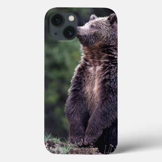 Coques Case-Mate iPhone Ours gris debout (Verso)