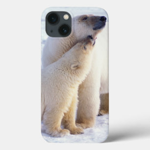iPhone 13 Coque Ours polaire femelle avec ourson, meute