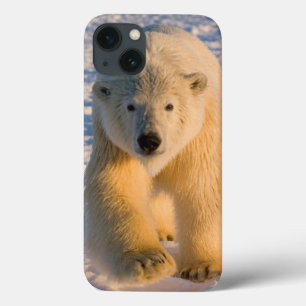 Etui iPhone Case-Mate ours polaire, Ursus maritimus, ours polaire sur gl