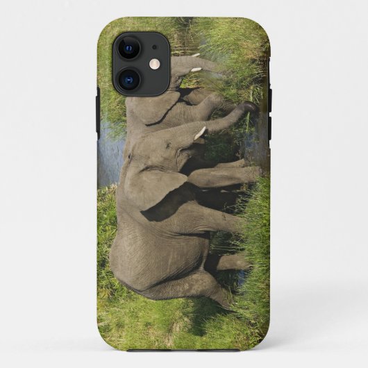 Coques Case-Mate iPhone Paire d'éléphants d'Afrique Masai Mara (Dos)