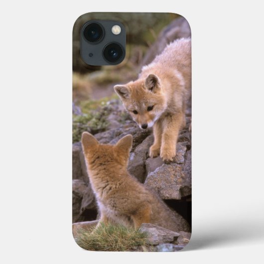 Coques Case-Mate iPhone Paires sud-américaines de Fox gris (griseus de (Verso)