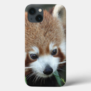 iPhone 13 Coque Panda rouge, zoo de Taronga, Sydney, Australie