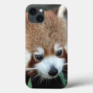 iPhone 13 Coque Panda roux, Taronga Zoo, Sydney, Australie