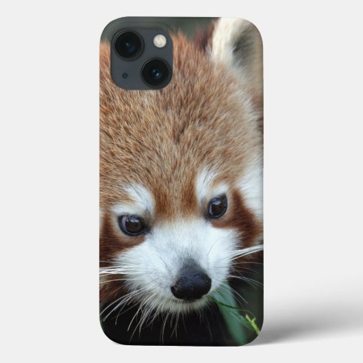 Coques Case-Mate iPhone Panda roux, Taronga Zoo, Sydney, Australie (Verso)