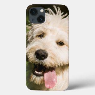 Case-Mate iPhone Case Panneaux de chiot Goldendoodle