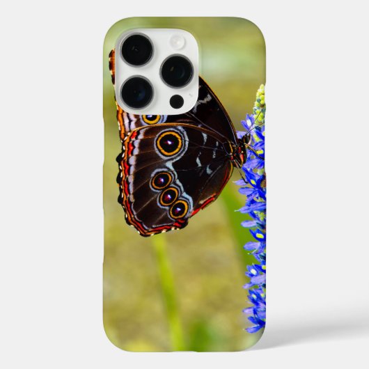 Coques Case-Mate iPhone Papillon morpho bleu sur une orchidée de marais (Verso)