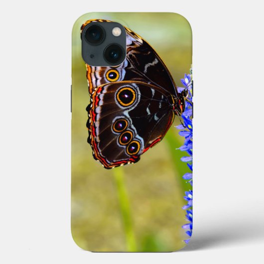 Coques Case-Mate iPhone Papillon morpho bleu sur une orchidée de marais (Verso)