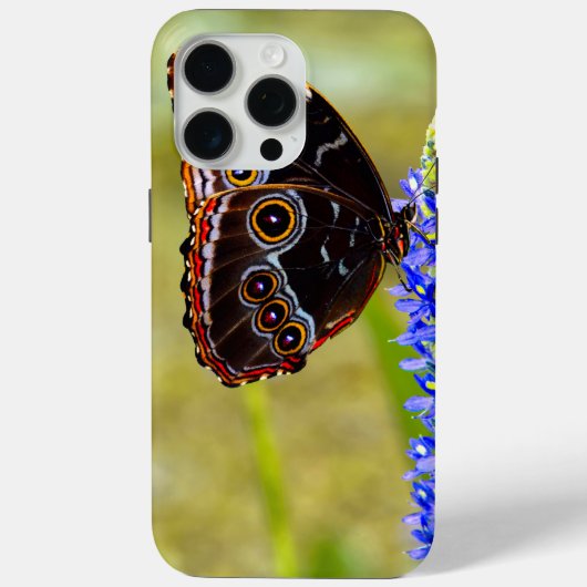 Coques Case-Mate iPhone Papillon morpho bleu sur une orchidée de marais (Verso)