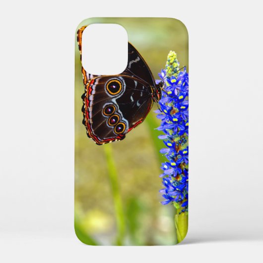 Coques Case-Mate iPhone Papillon morpho bleu sur une orchidée de marais (Verso)