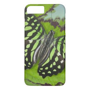Coques Pour iPhone Papillon sur fond vert