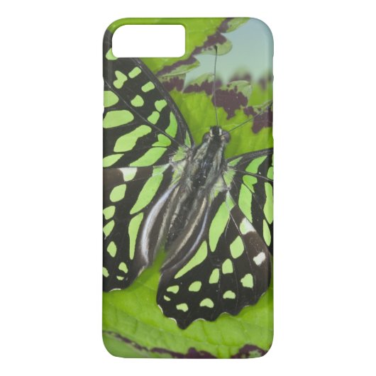 Coques Case-Mate iPhone Papillon sur fond vert (Dos)