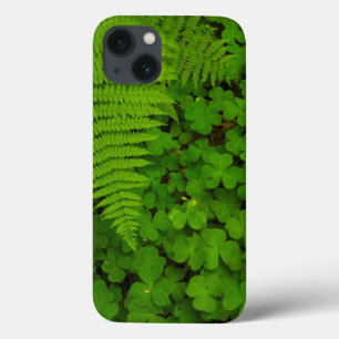iPhone 13 Coque Parc d'État des Redwoods de Humboldt